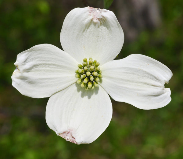 Flowering Dogwood | Seed Grow Kit