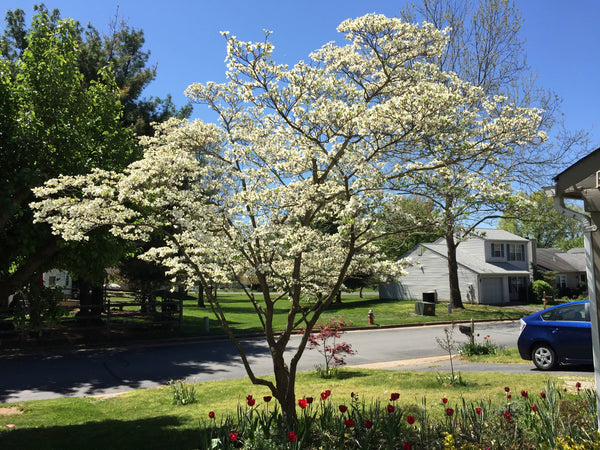 Flowering Dogwood | Seed Grow Kit