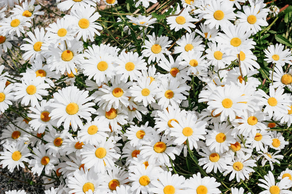 Shasta Daisy | Flower Seed Grow Kit