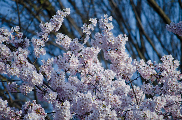Washington D.C. Cherry | Seed Grow Kit
