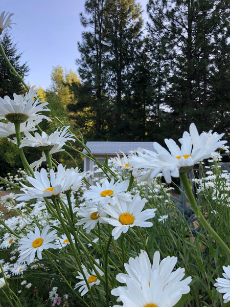 Shasta Daisy | Flower Seed Grow Kit